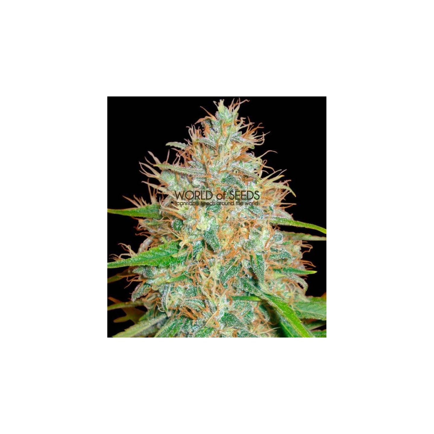 Afghan Kush X Skunk CBD Feminizada de World Of Seeds