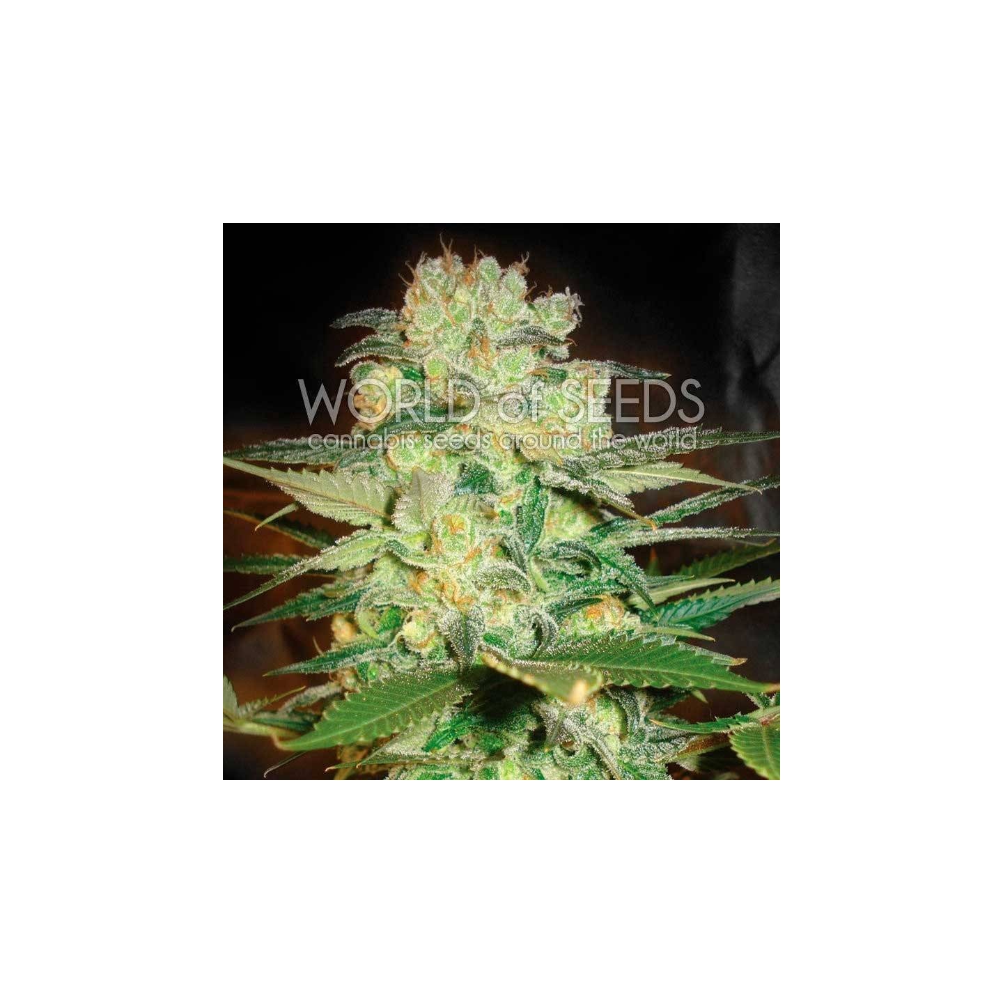 Afghan Kush X White Widow CBD Feminizada de World Of Seeds
