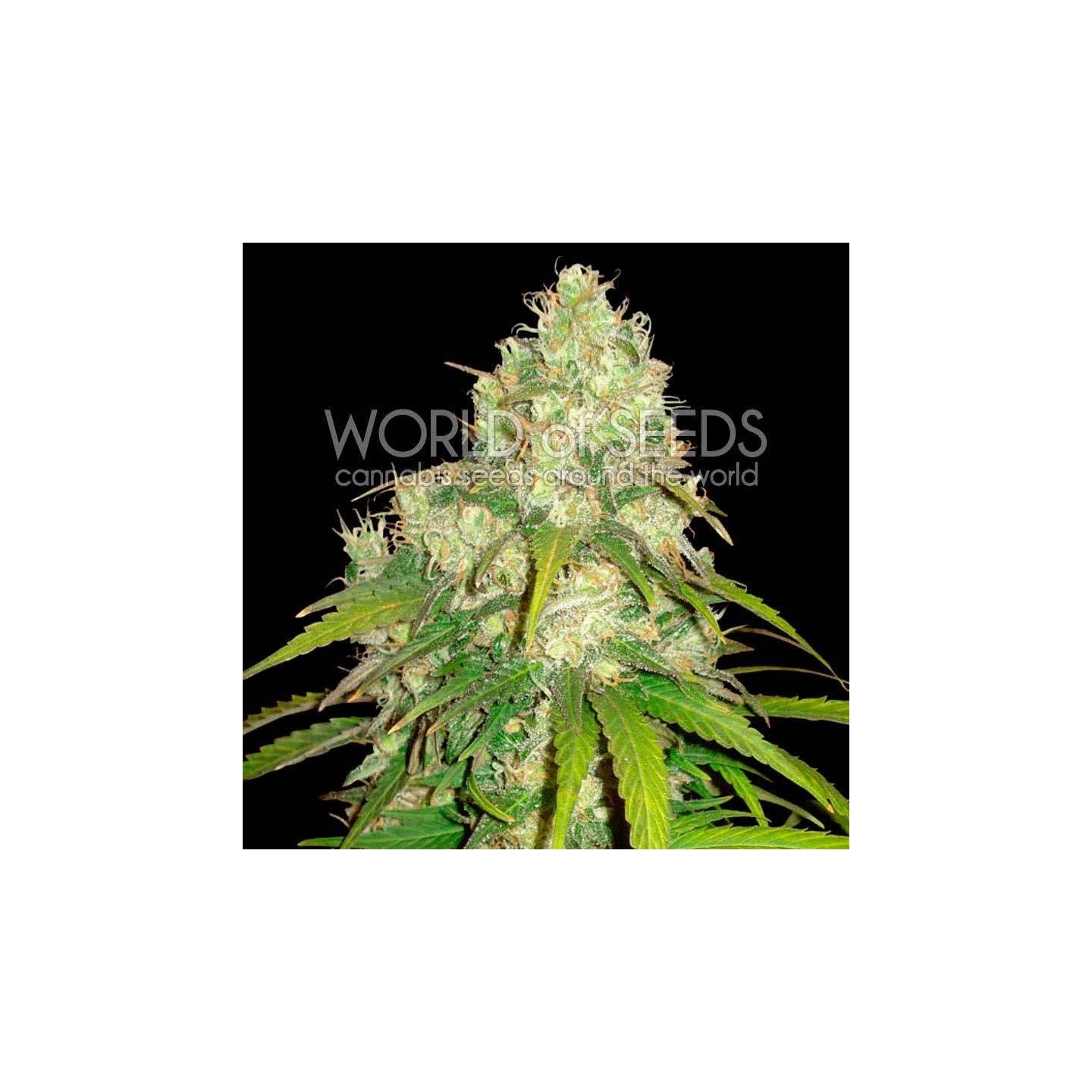 Afghan Kush X Yumbolt CBD Feminizada de World Of Seeds