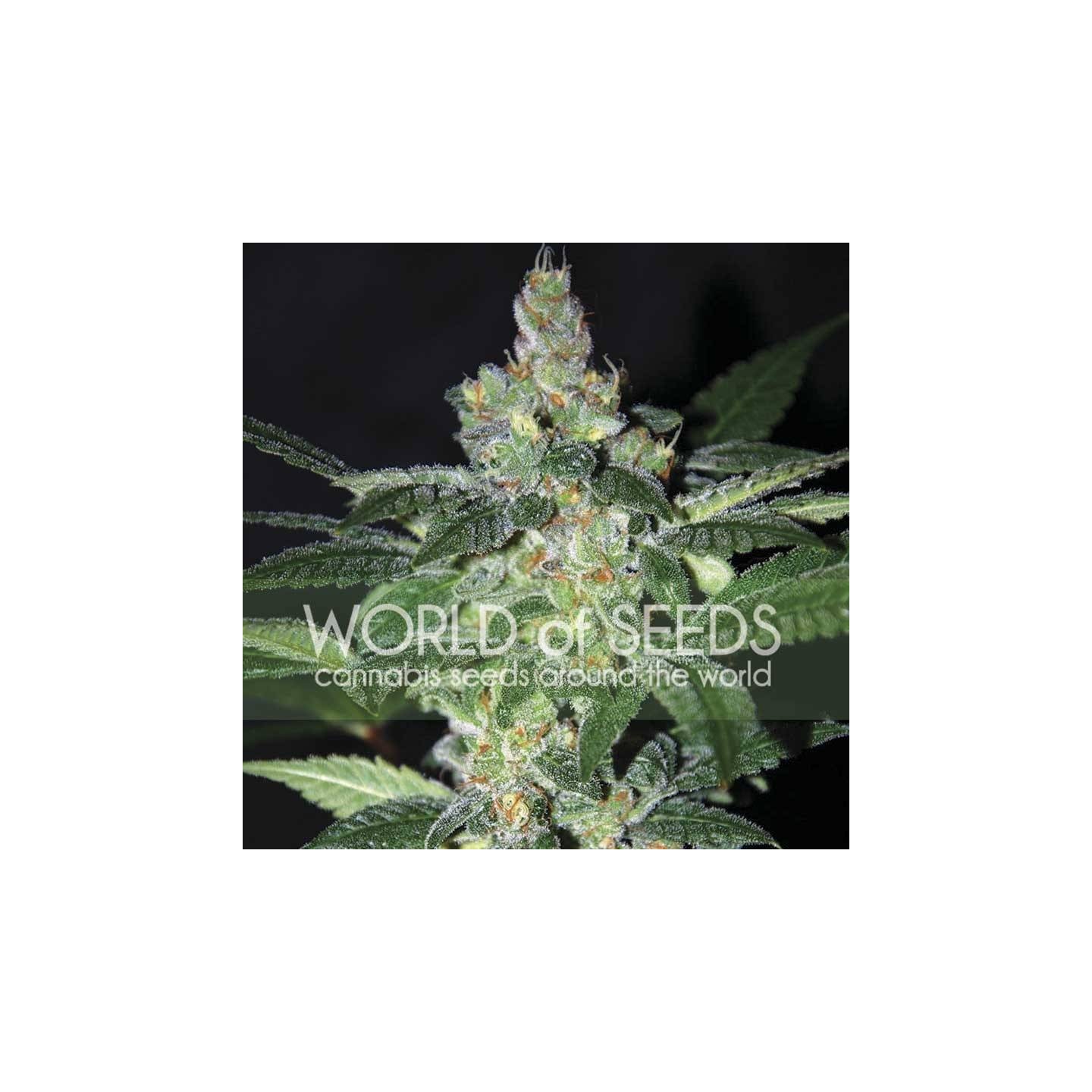 Amnesia (Legend Collection) Feminizada de World Of Seeds