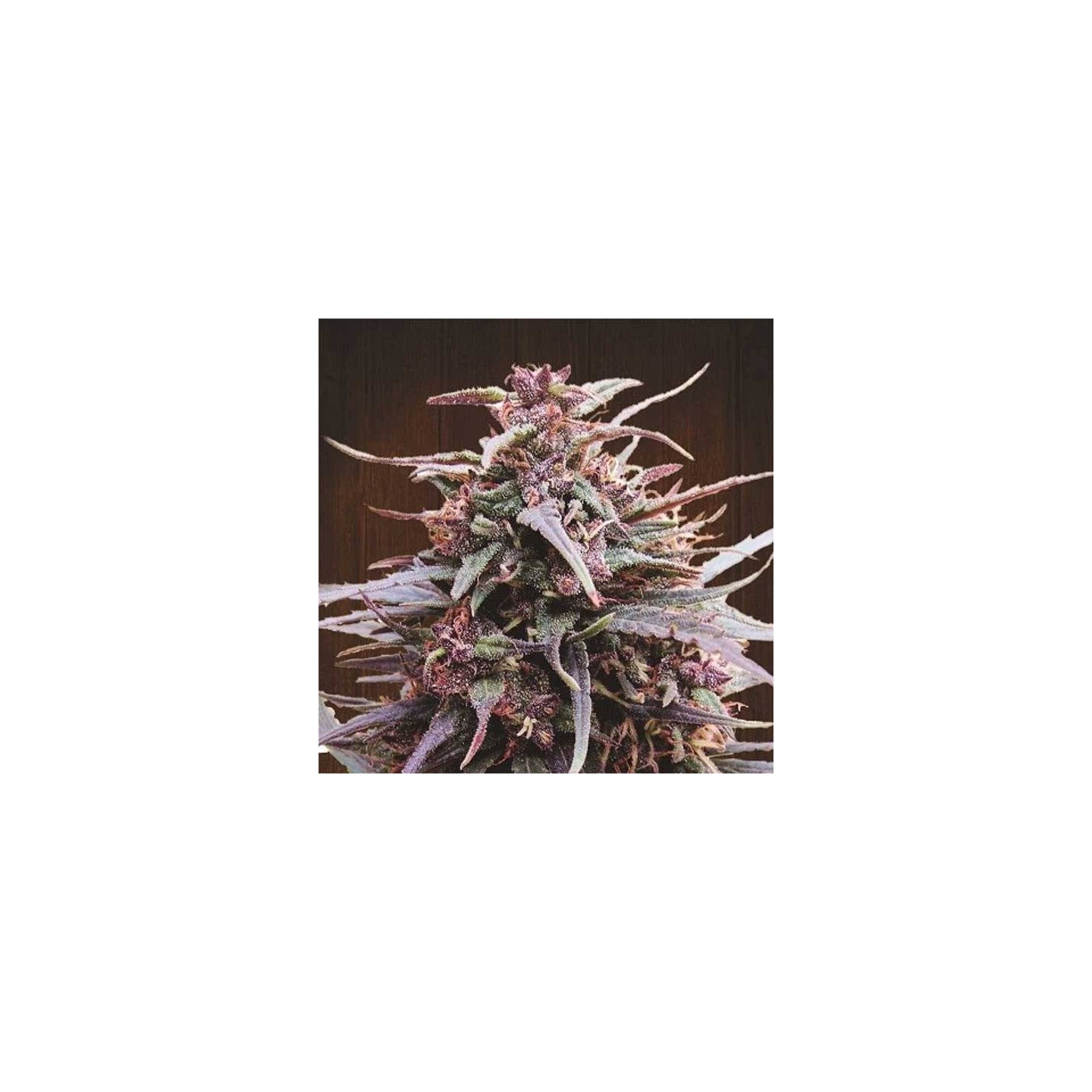 Purple Haze x Malawi Regular de Ace Seeds