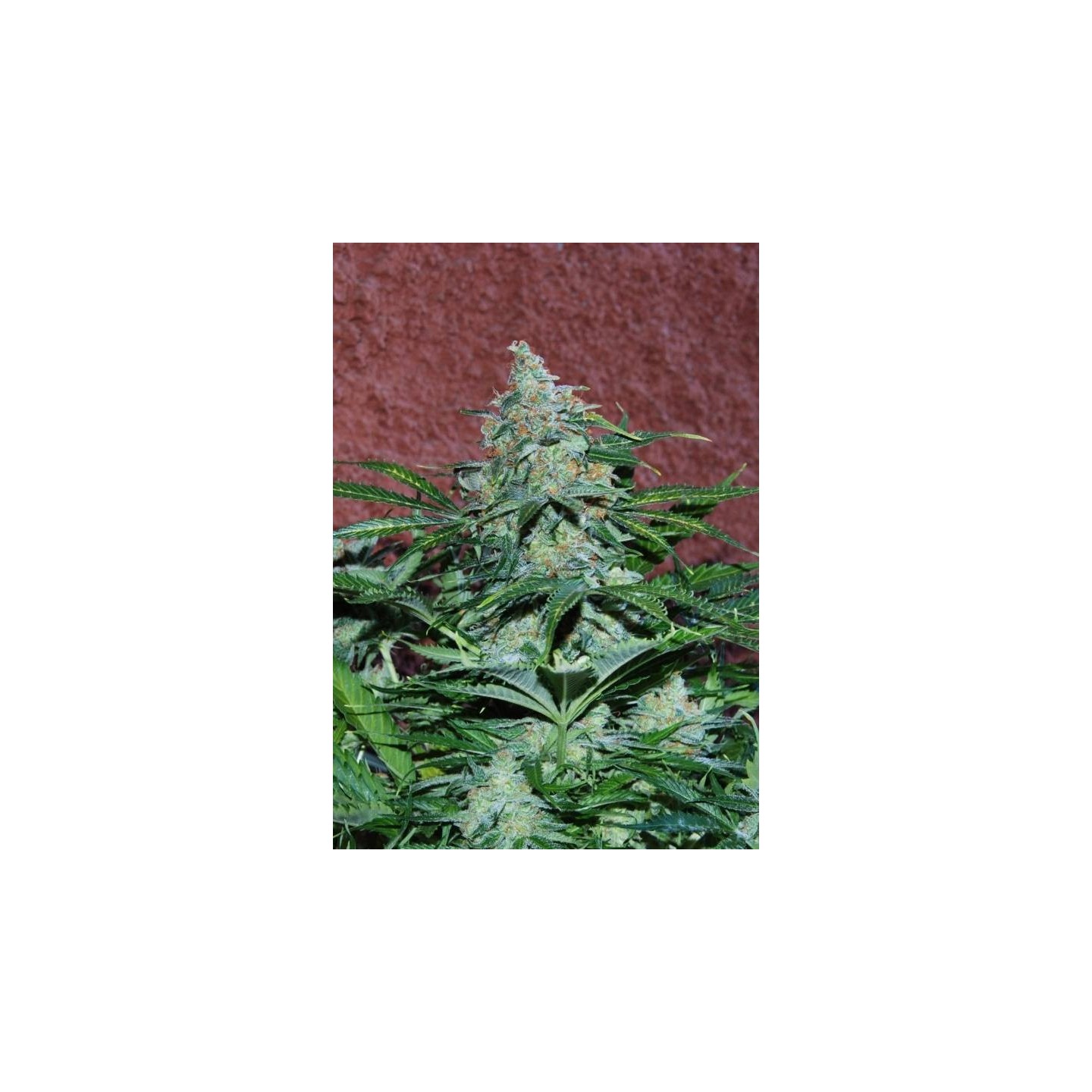 Amnesia Ryder Autofloreciente Feminizada de World Of Seeds