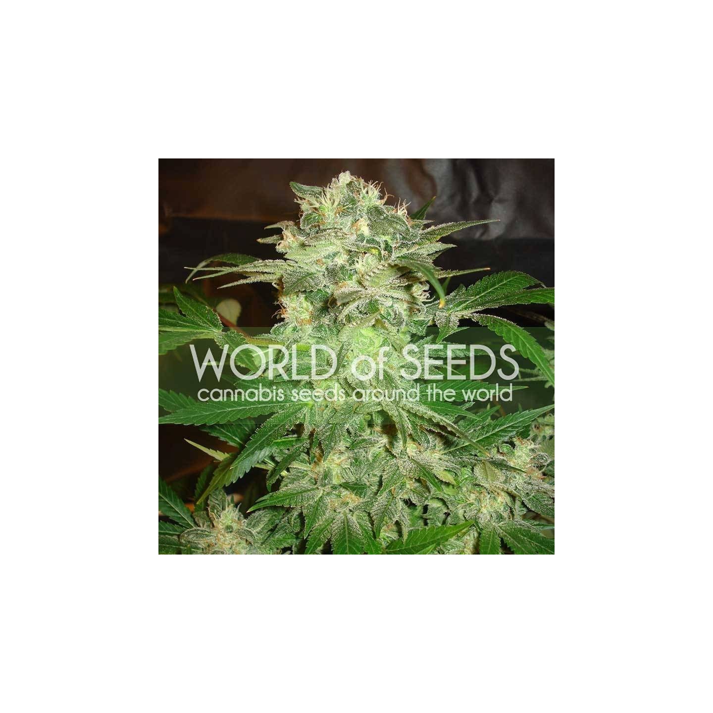 Mazar Kush (Legend Collection) Feminizada de World Of Seeds