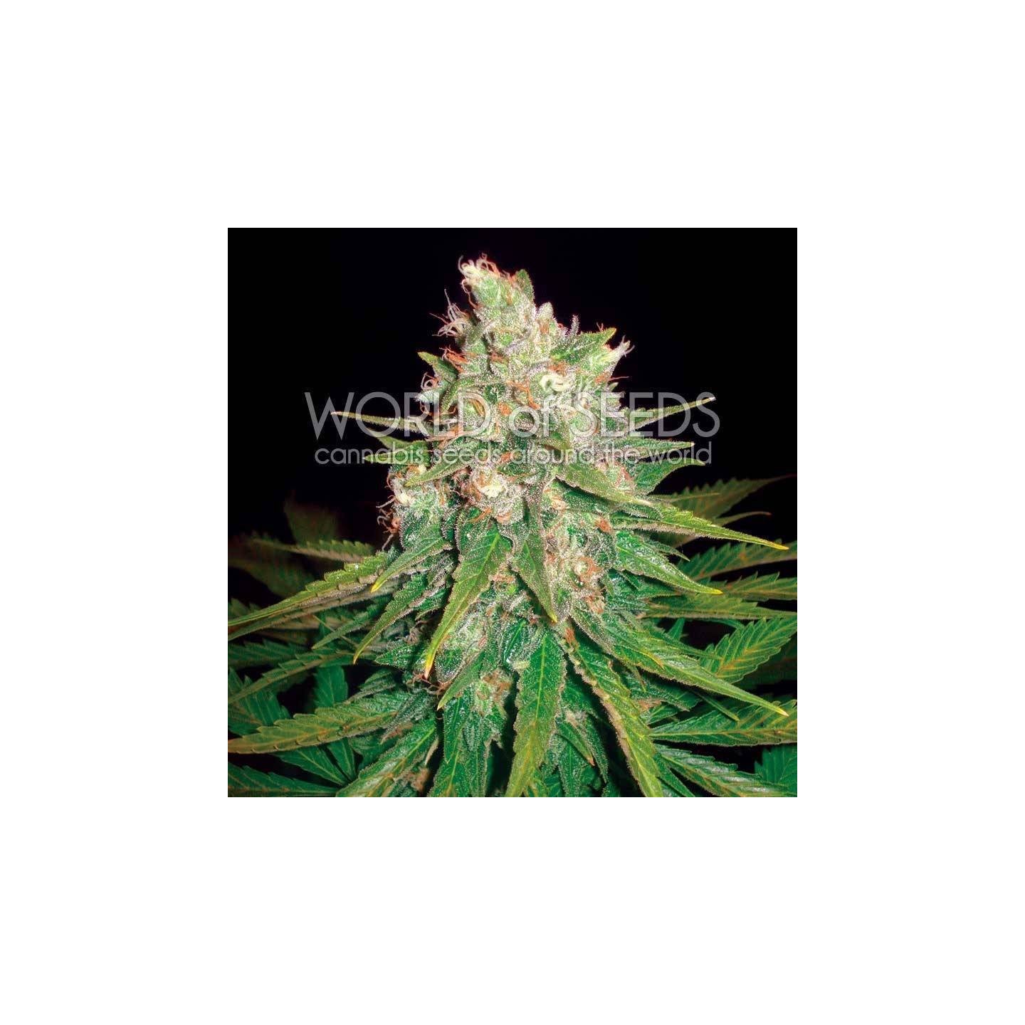 Mazar X Great White Shark Feminizada de World Of Seeds