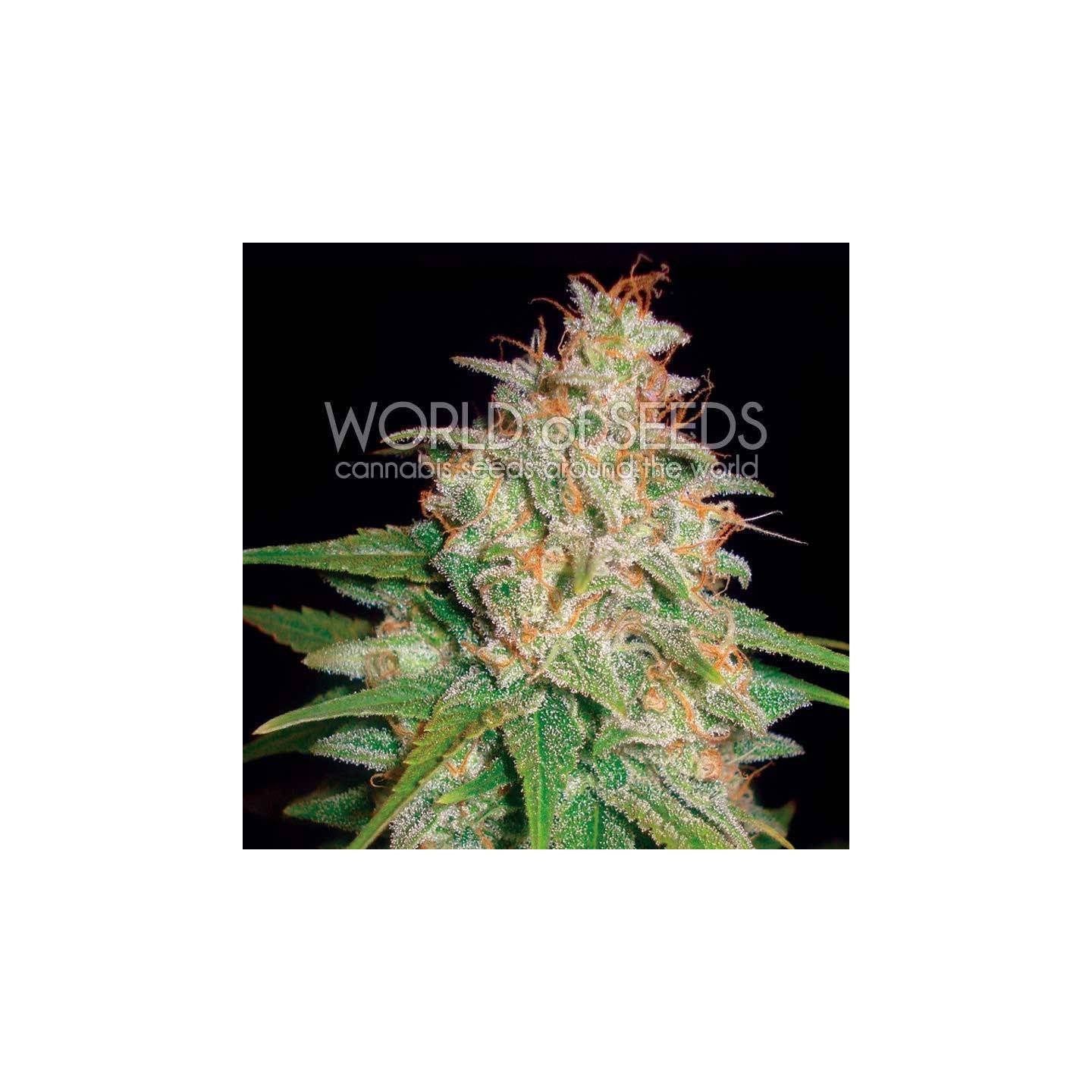 Mazar X White Rhino CBD Feminizada de World Of Seeds