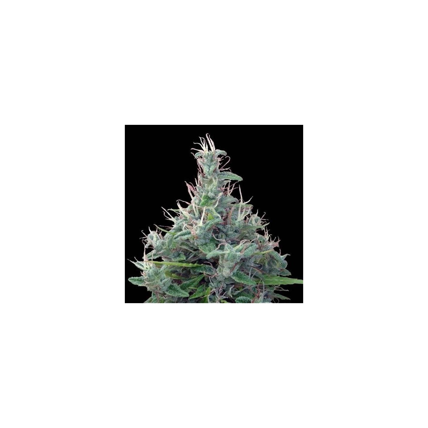 Lebanese Regular de Ace Seeds