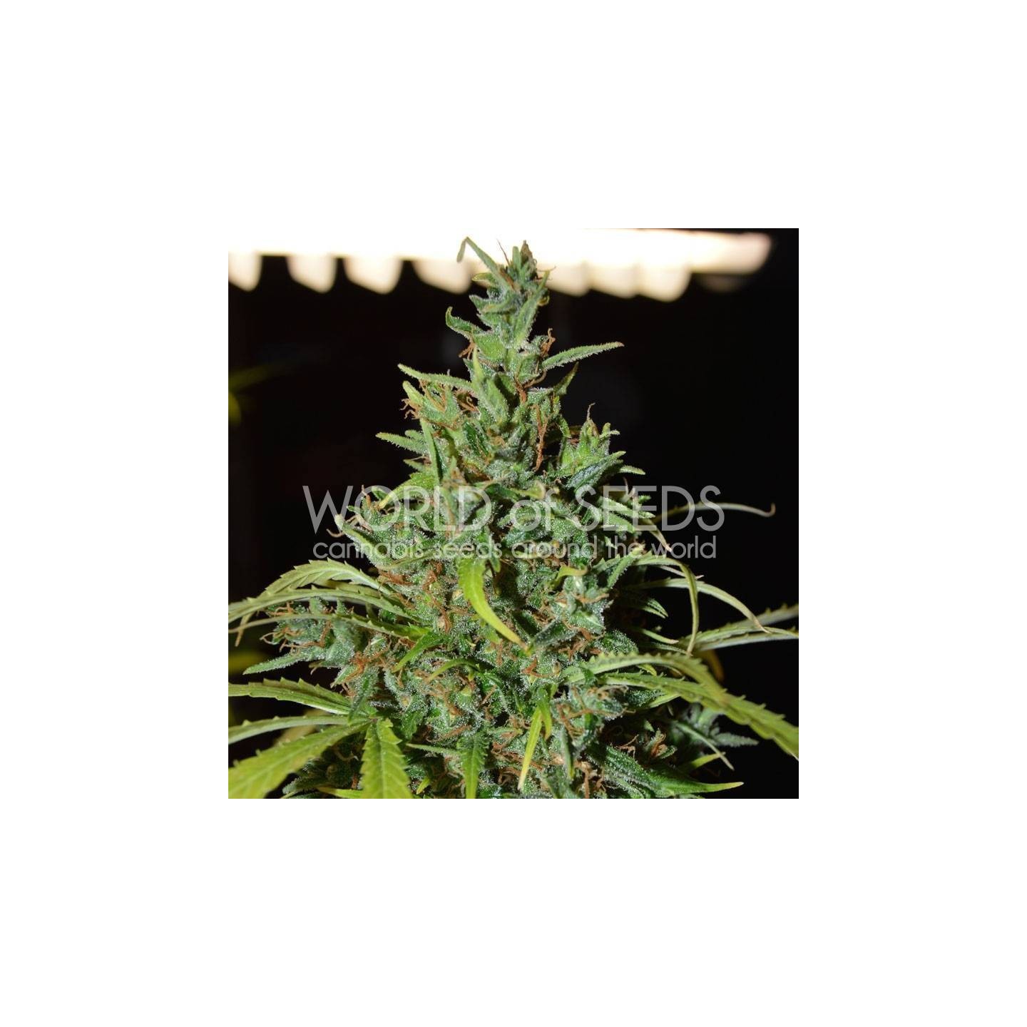 Neville Haze Ryder Autofloreciente Feminizada de World Of Seeds