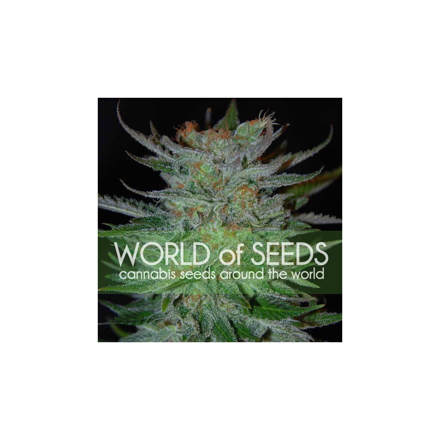 New York 47 (Legend Collection) Feminizada de World Of Seeds