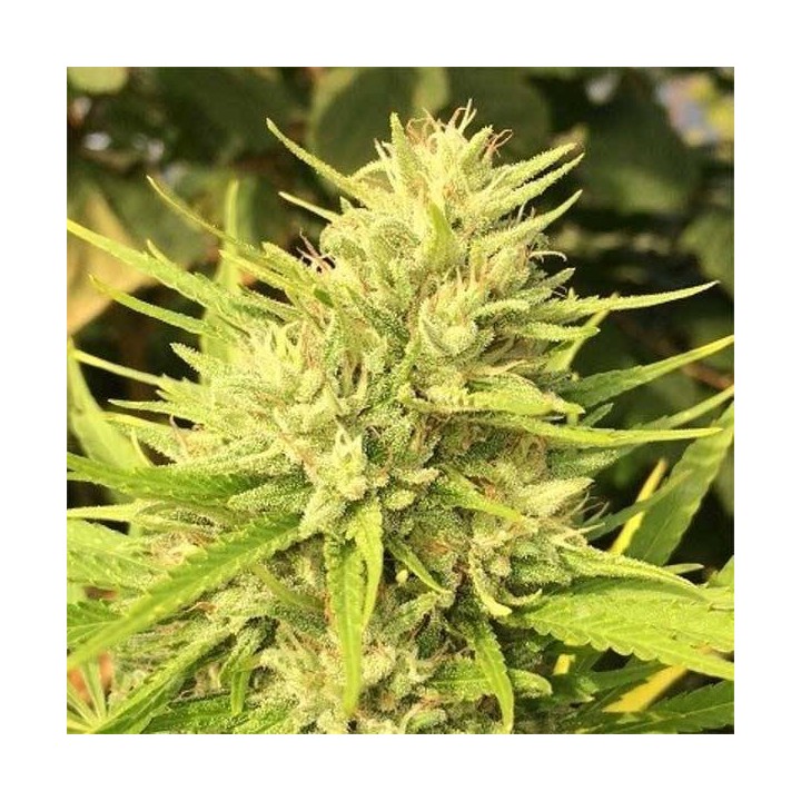 Malawi x Panama Regular de Ace Seeds