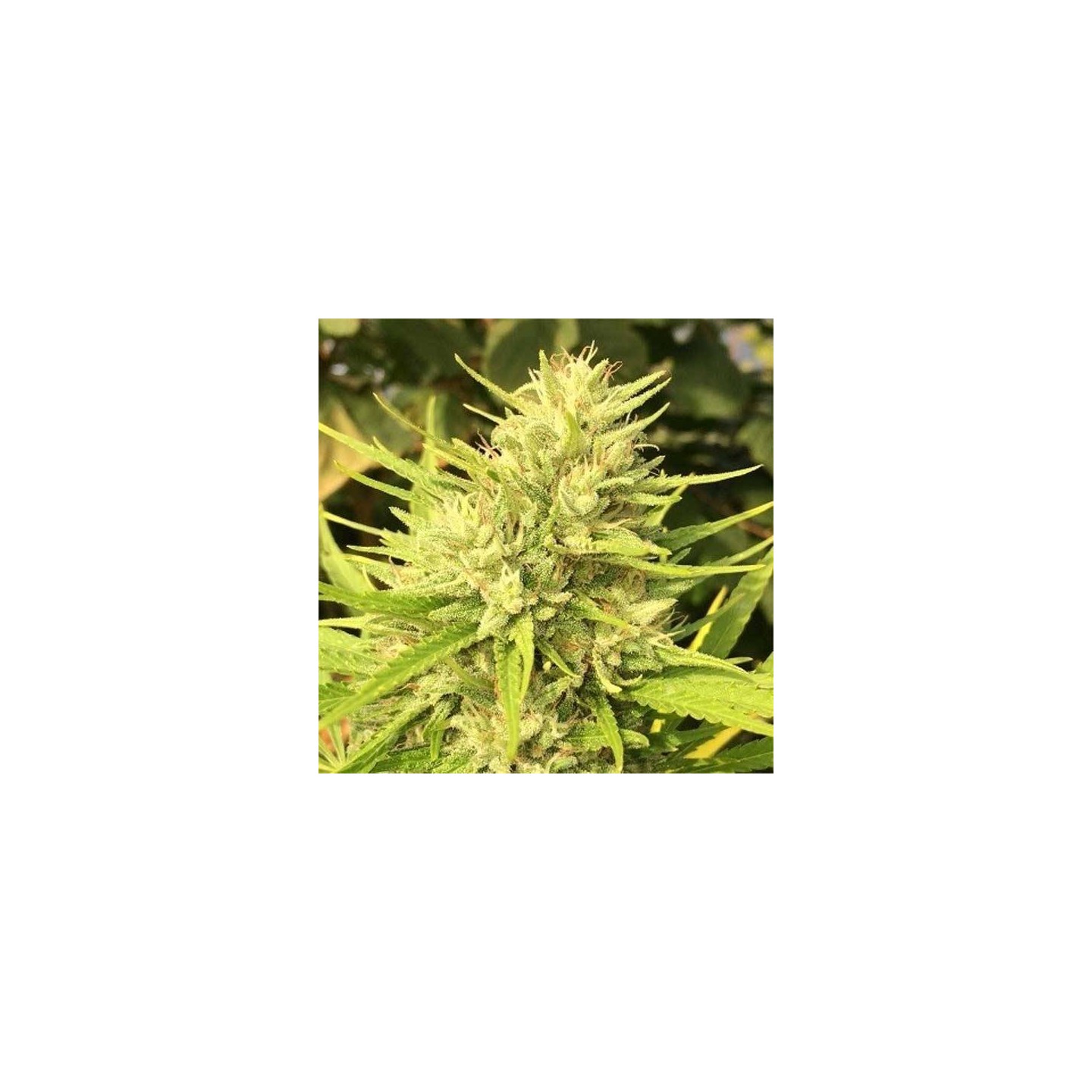 Malawi x Panama Regular de Ace Seeds