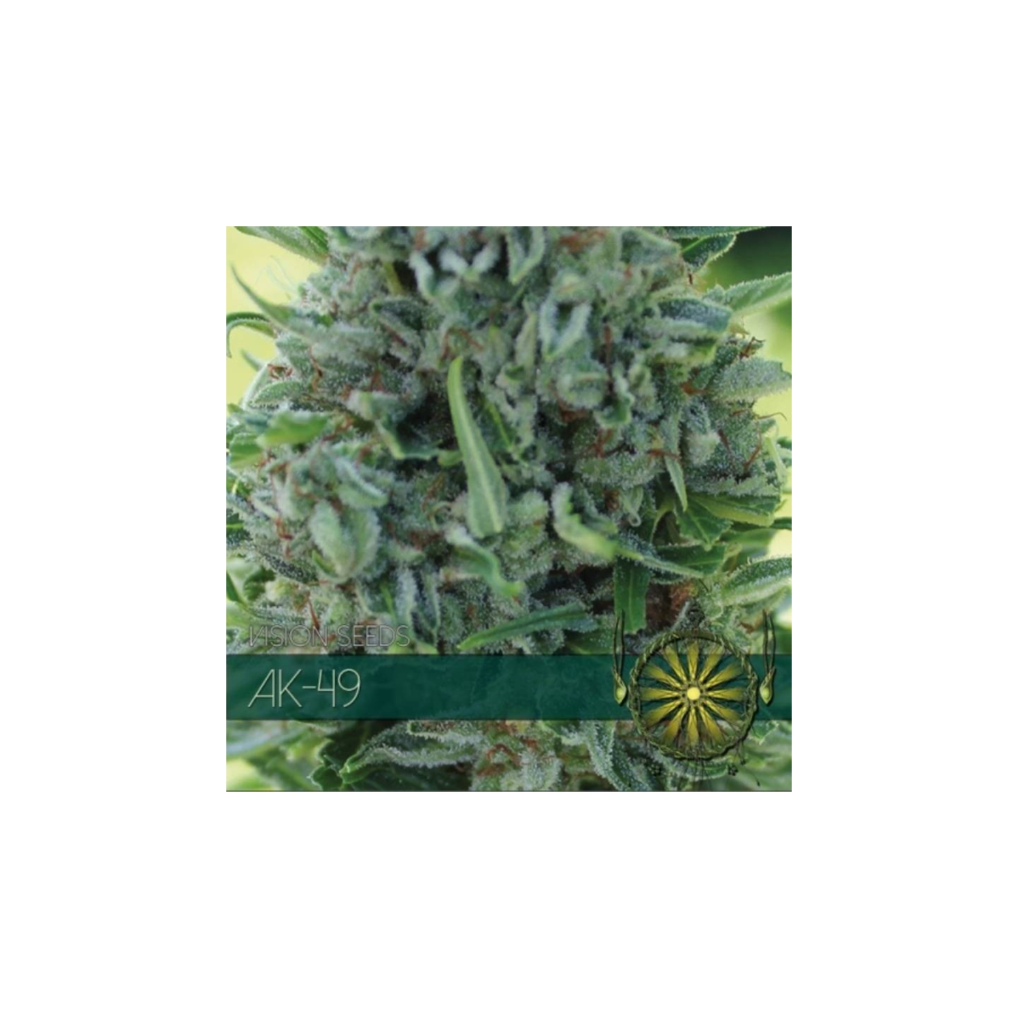 AK-49 Feminizada de Vision Seeds