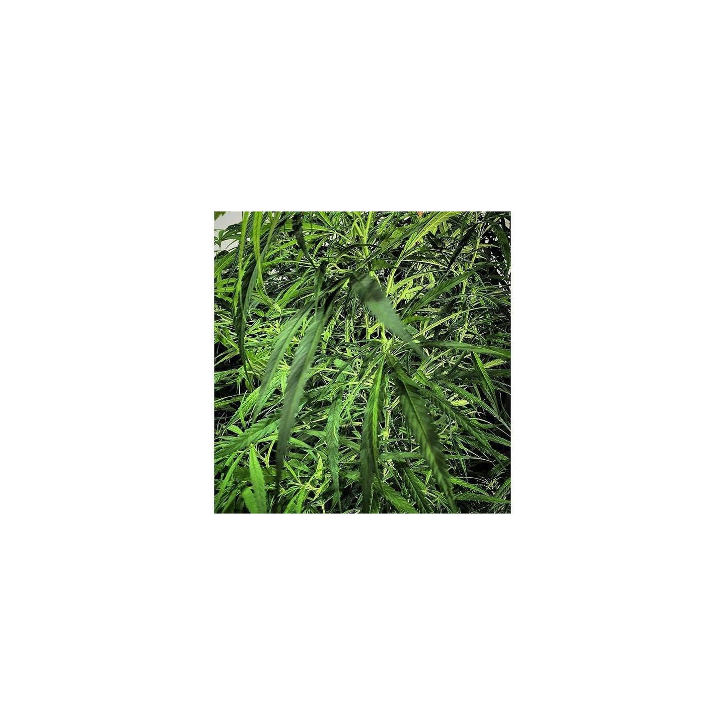 Green Haze x Malawi Regular de Ace Seeds