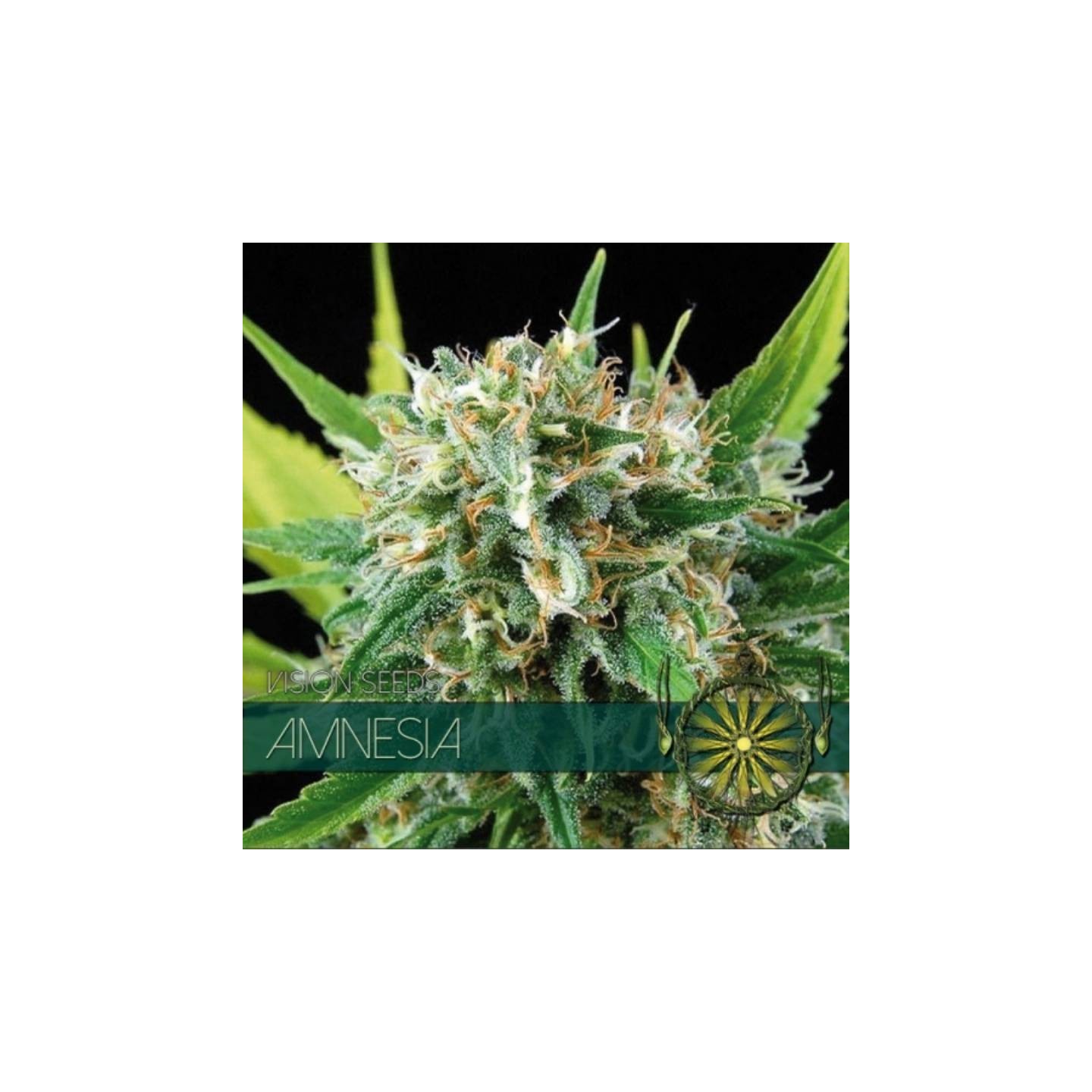 Amnesia Feminizada de Vision Seeds