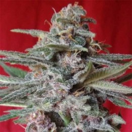 Snow Moon Regular de Ace Seeds