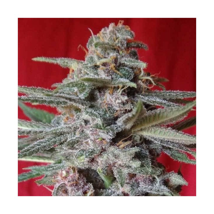 Snow Moon Regular de Ace Seeds