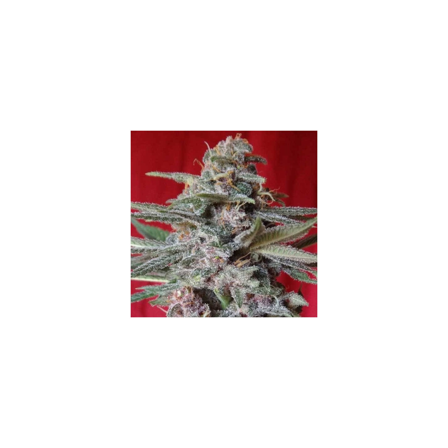 Snow Moon Regular de Ace Seeds