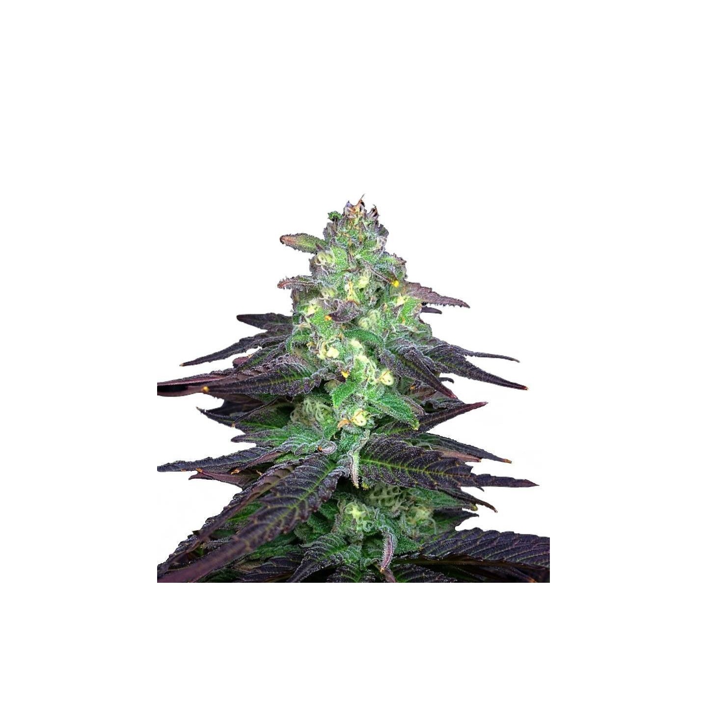 Mr. Blueberry Bud Feminizada de Sagarmatha