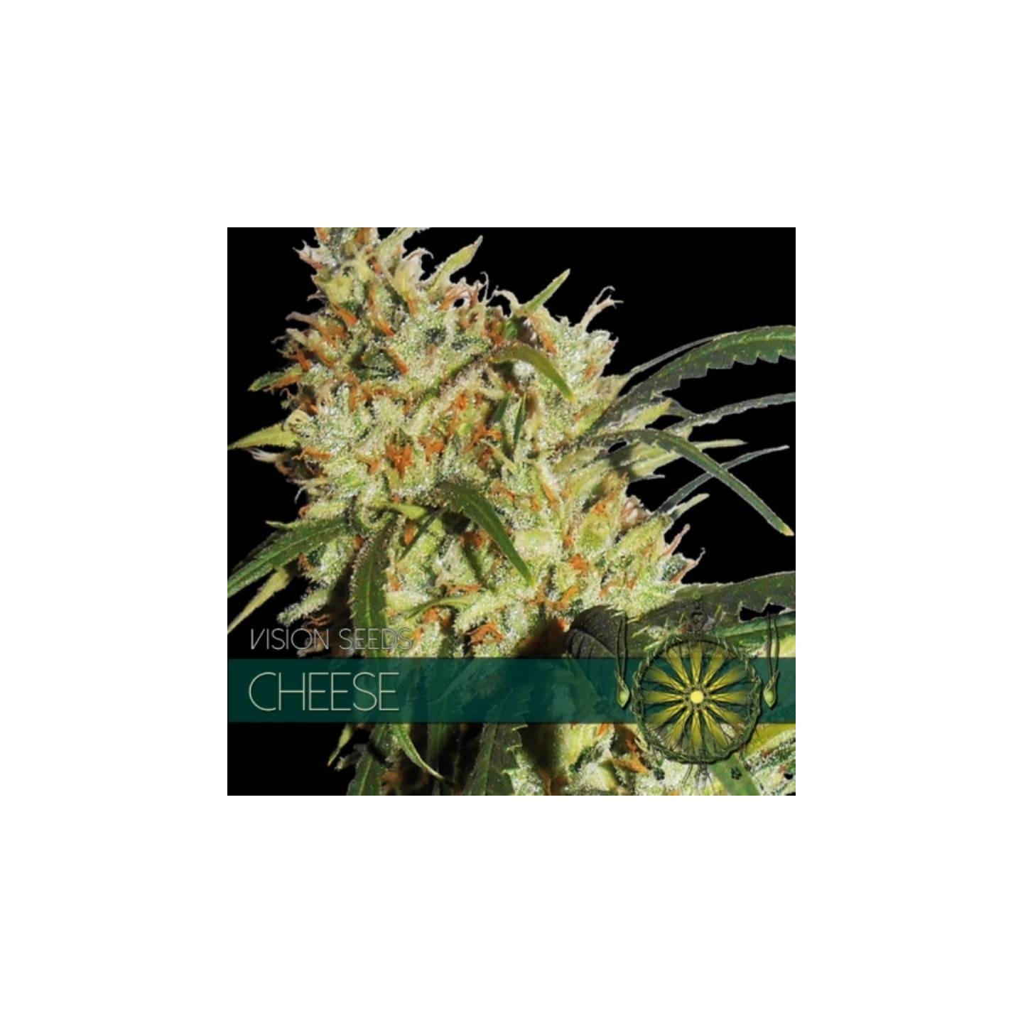 Cheese Feminizada de Vision Seeds