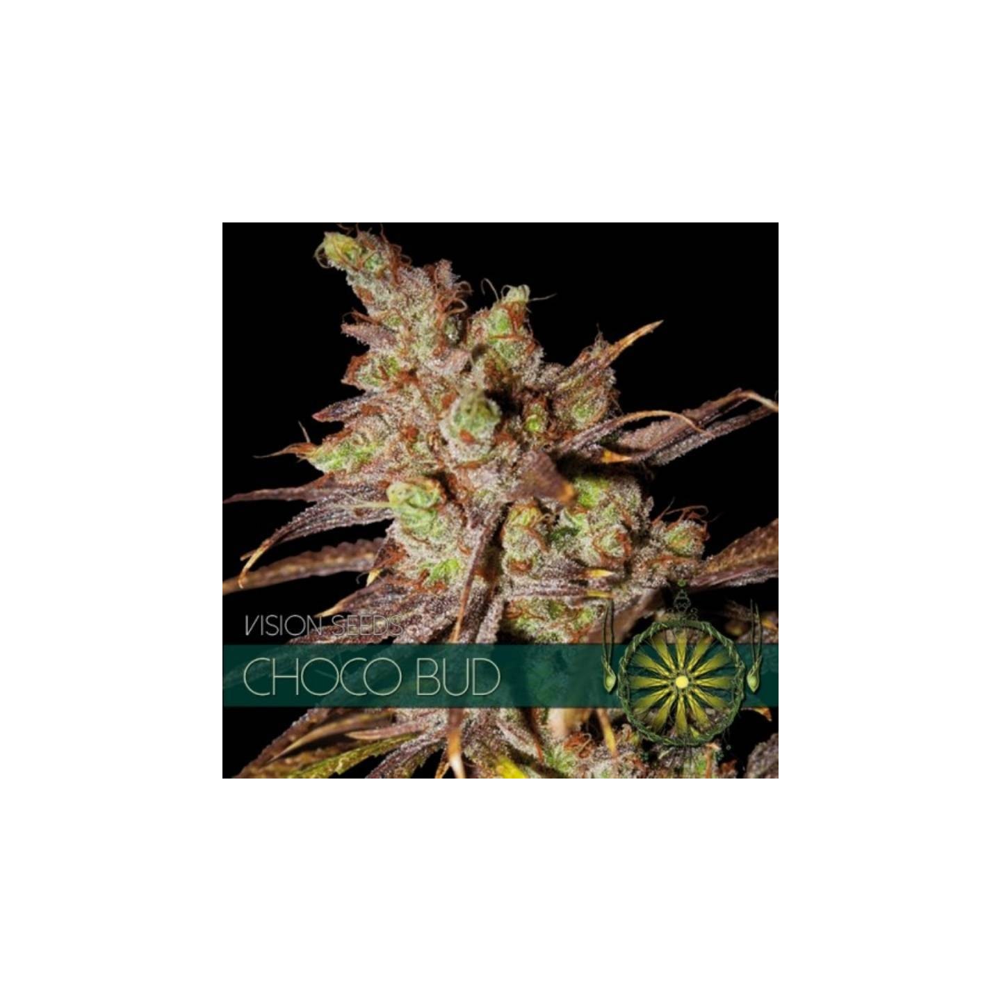 Choco Bud Feminizada de Vision Seeds