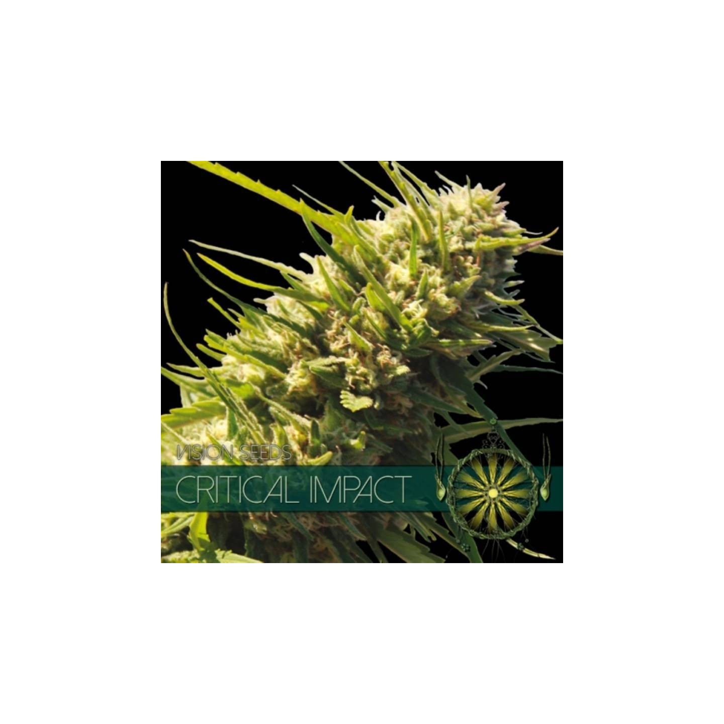 Critical Impact Feminizada de Vision Seeds