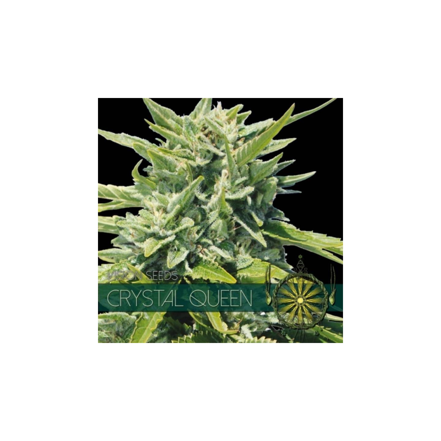Crystal Queen Feminizada de Vision Seeds