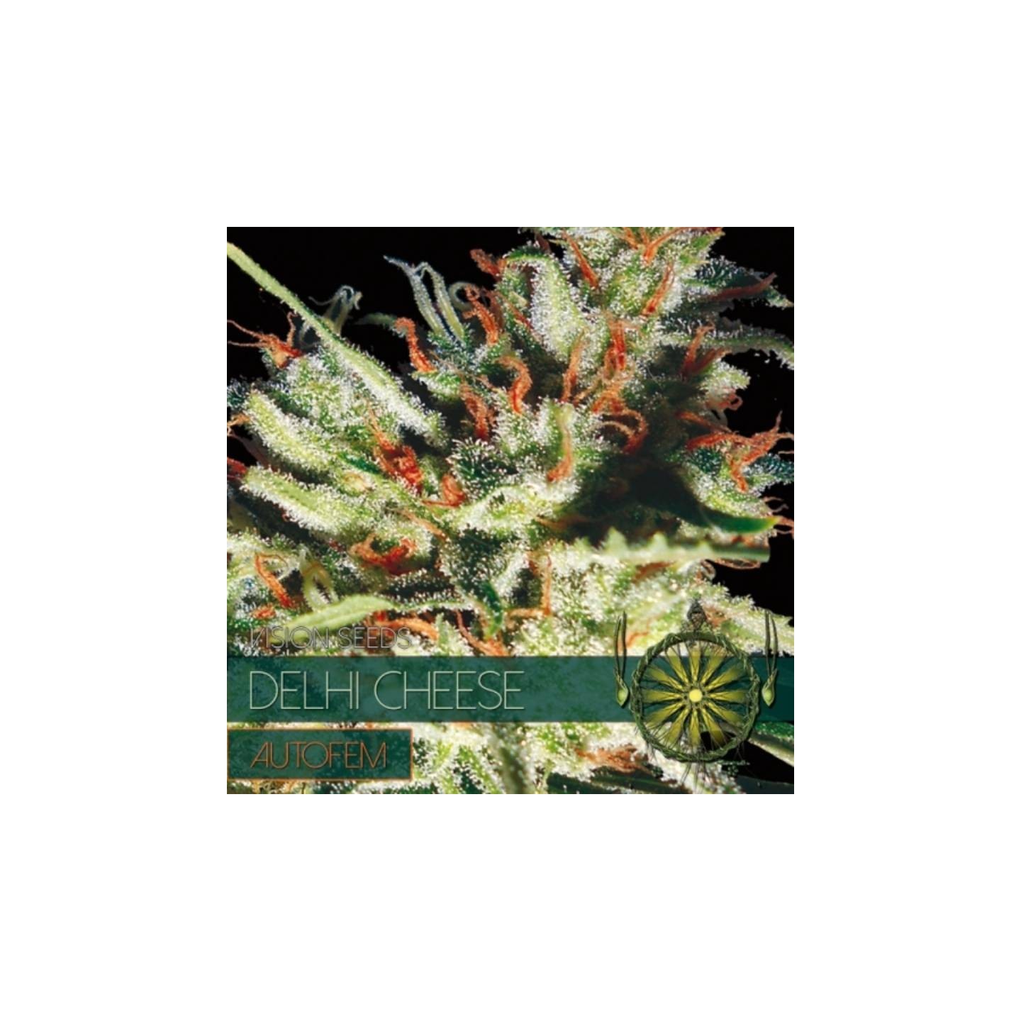 Delhi Cheese Autofloreciente Feminizada de Vision Seeds