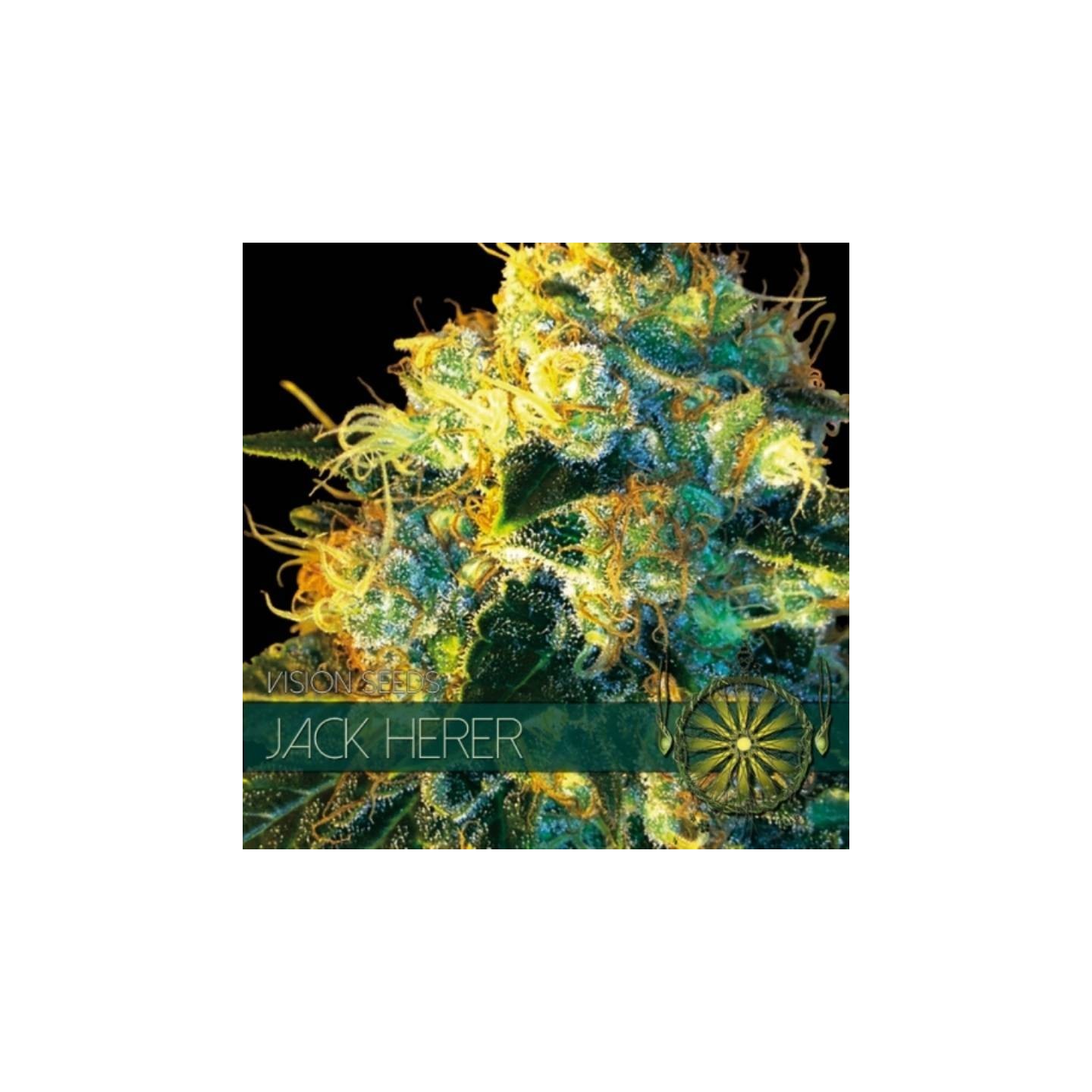 Jack Herer Feminizada de Vision Seeds