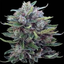 Bangi haze x Ethiope Regular de Ace Seeds