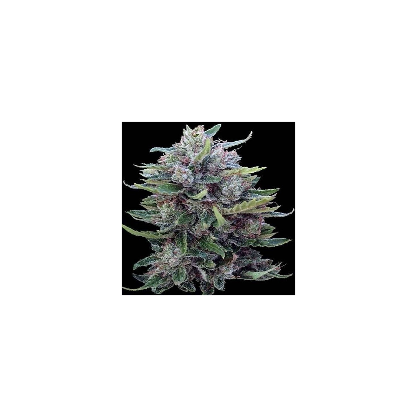 Bangi haze x Ethiope Regular de Ace Seeds