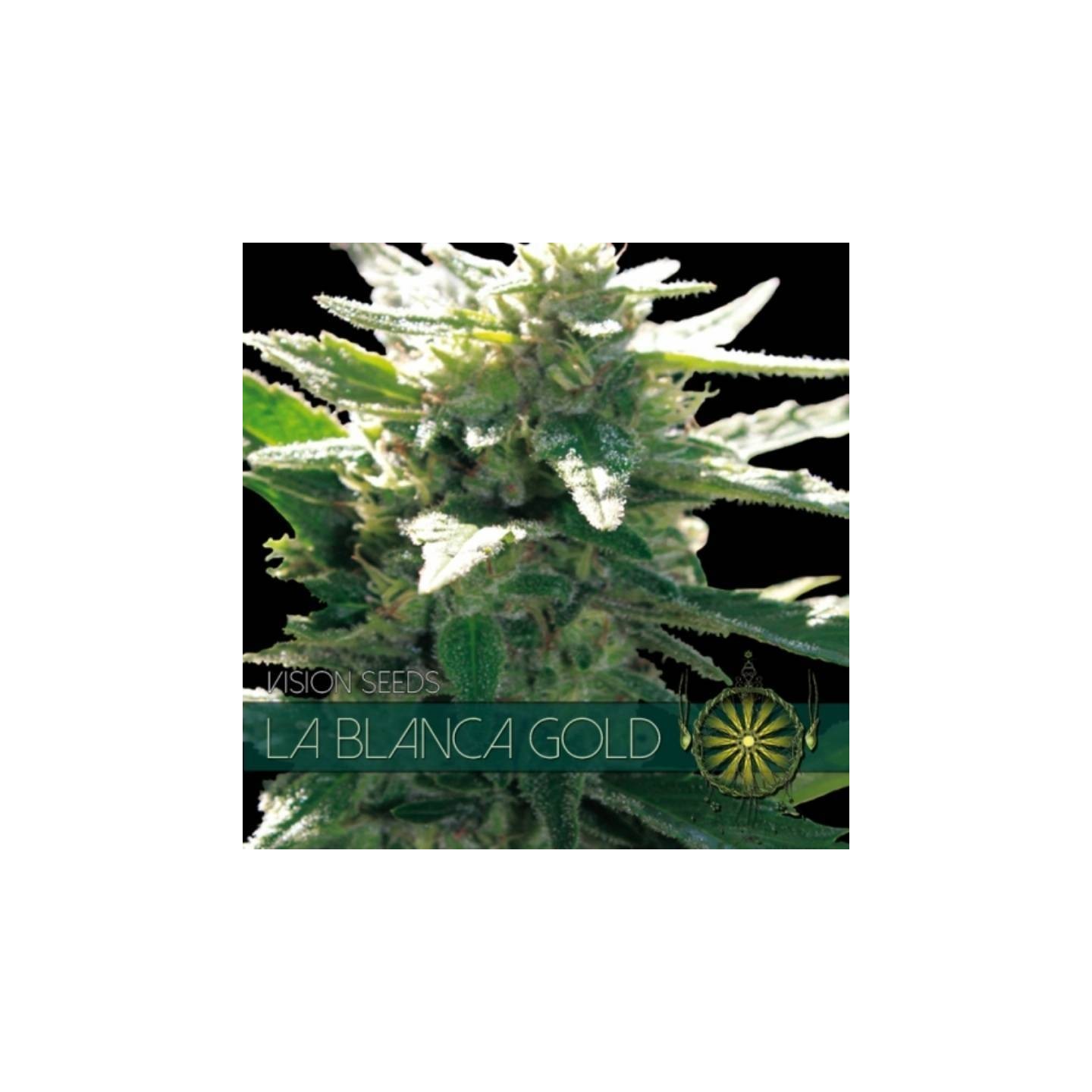 La Blanca Gold Feminizada de Vision Seeds