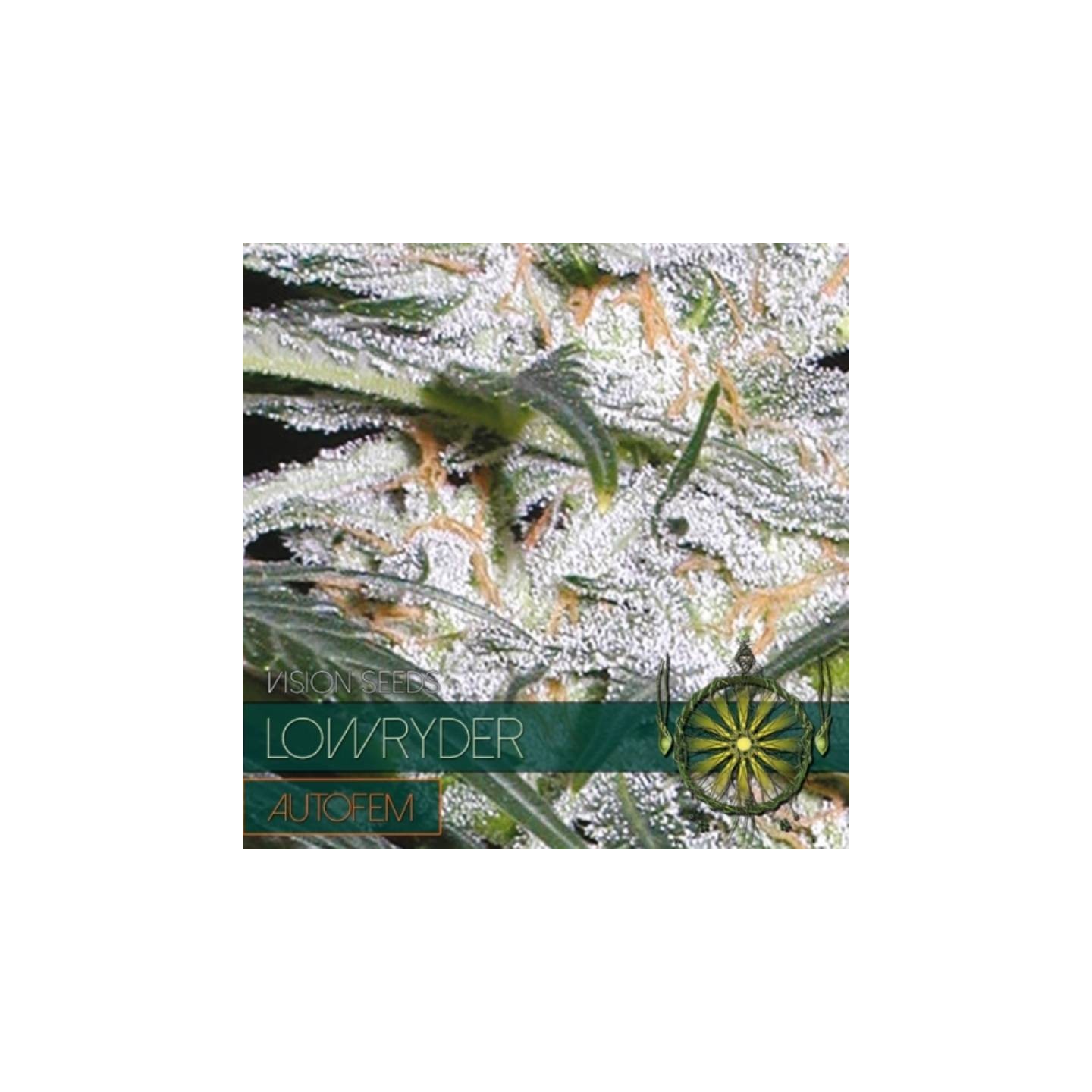 Lowryder Autofloreciente Feminizada de Vision Seeds
