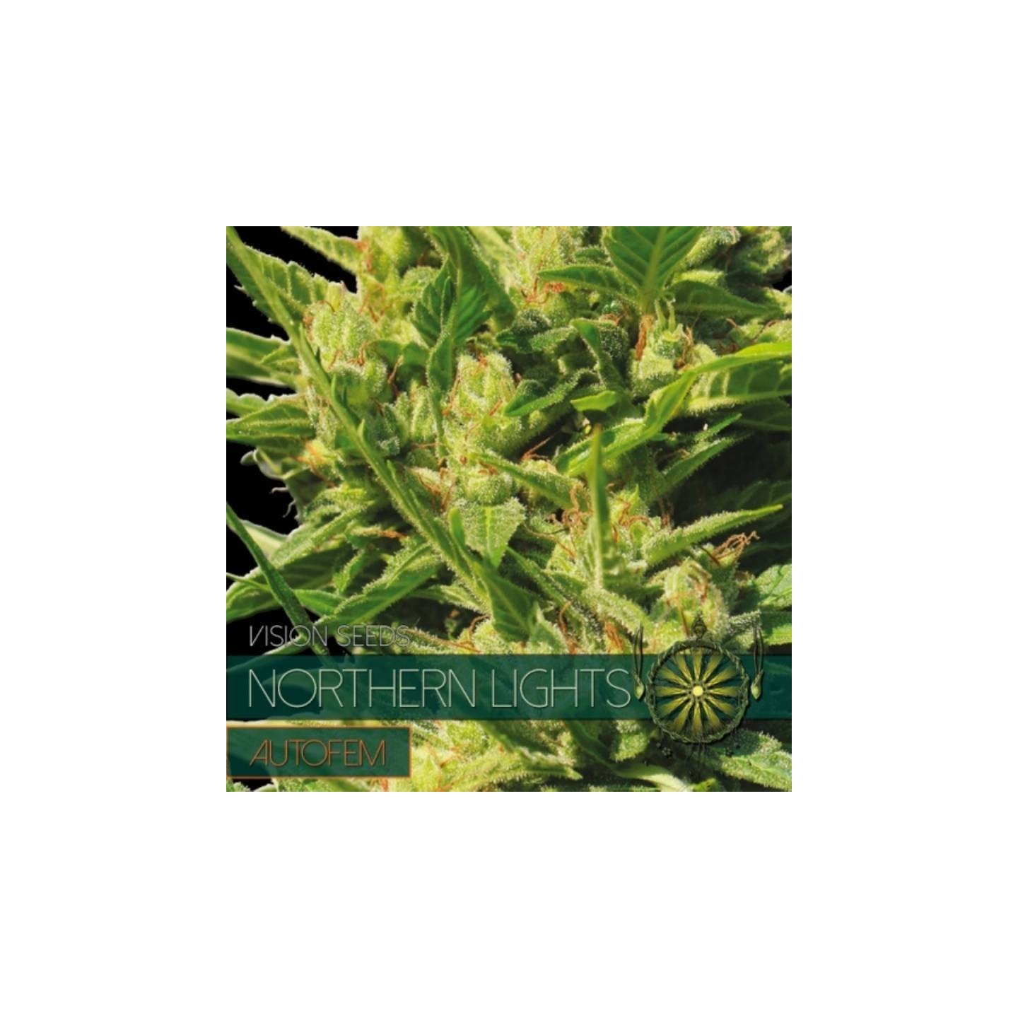 Northern Lights Autofloreciente Feminizada de Vision Seeds