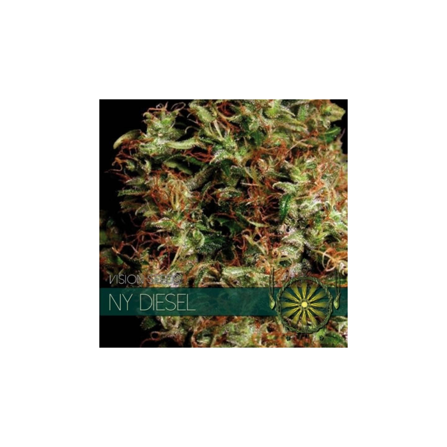 NY Diesel Feminizada de Vision Seeds
