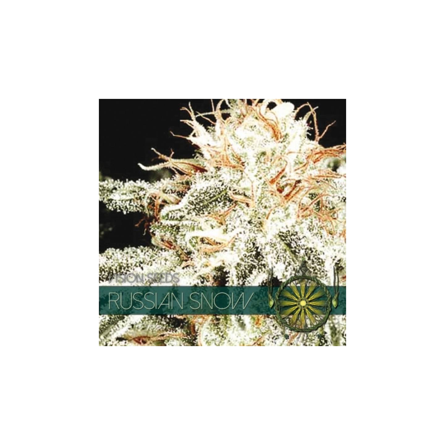 Russian Snow Feminizada de Vision Seeds