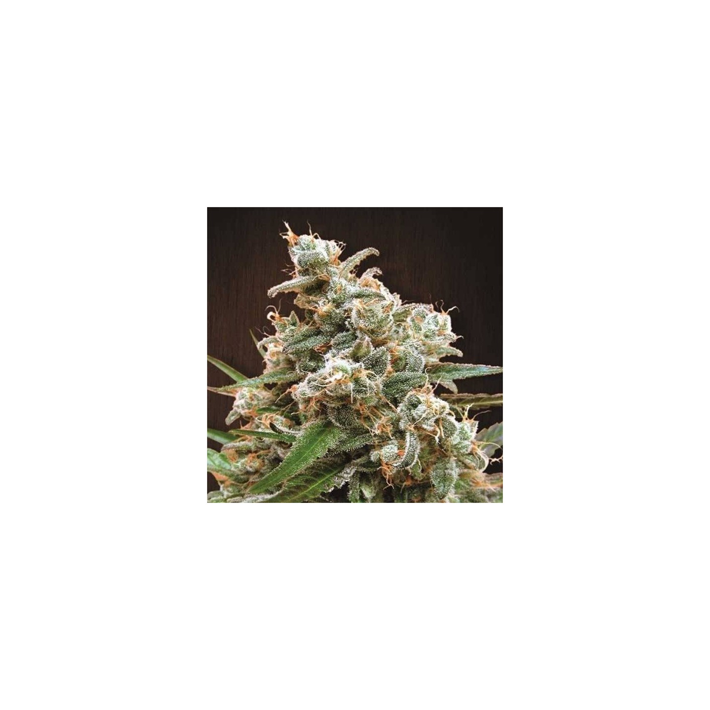 Nepal jam pack de cria Feminizada de Ace Seeds