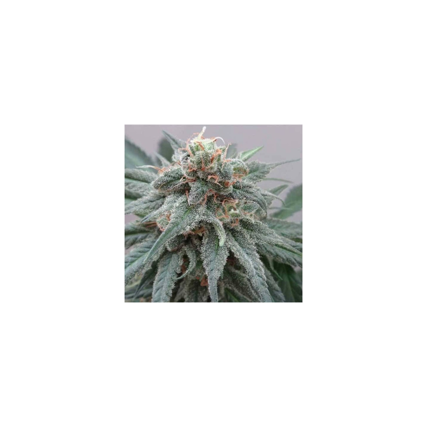 Kali China Pack de Cría Feminizada de Ace Seeds