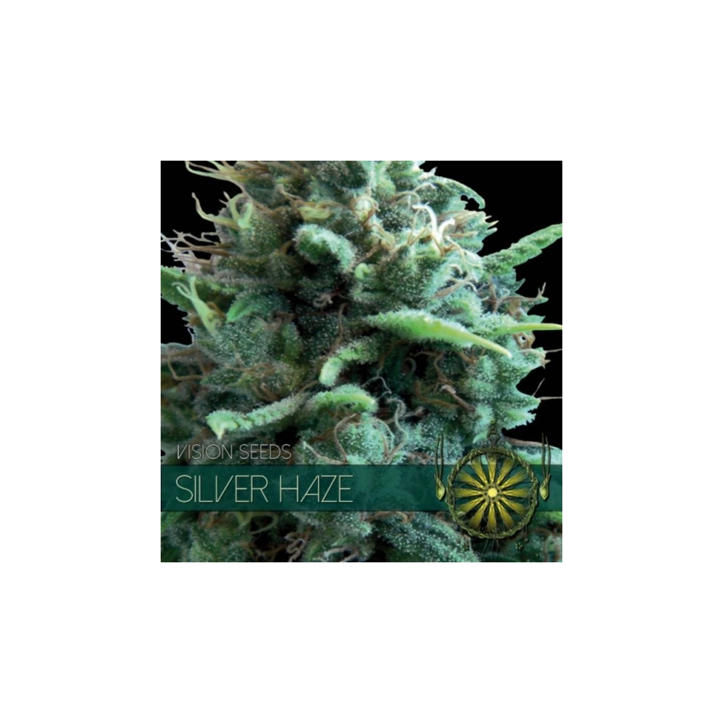 Silver Haze Feminizada de Vision Seeds
