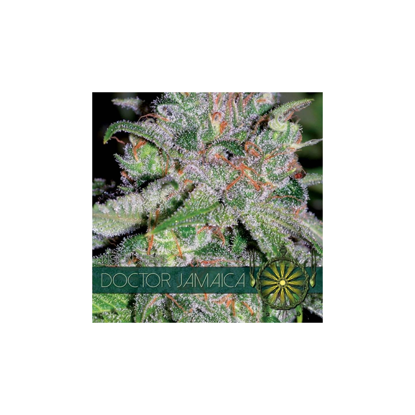 Doctor Jamaica Feminizada de Vision Seeds