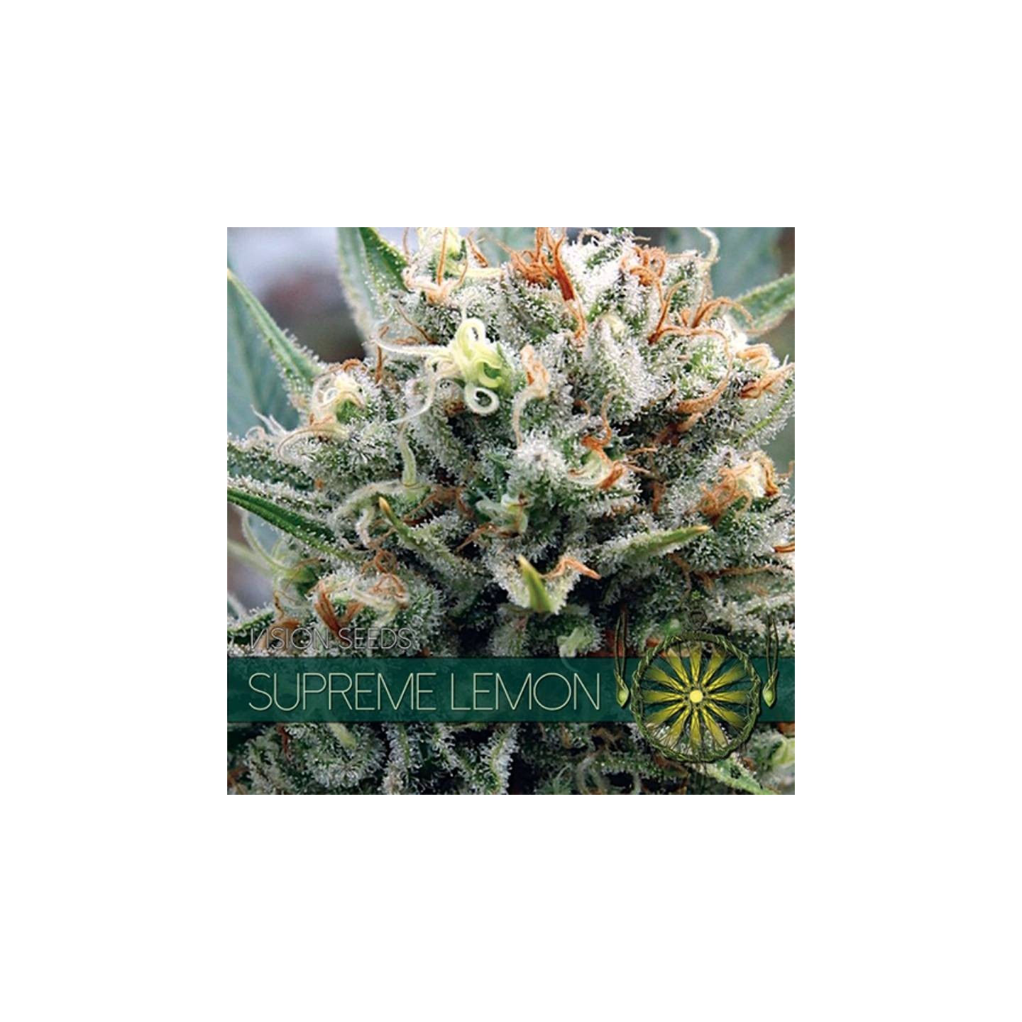 Supreme Lemon Feminizada de Vision Seeds