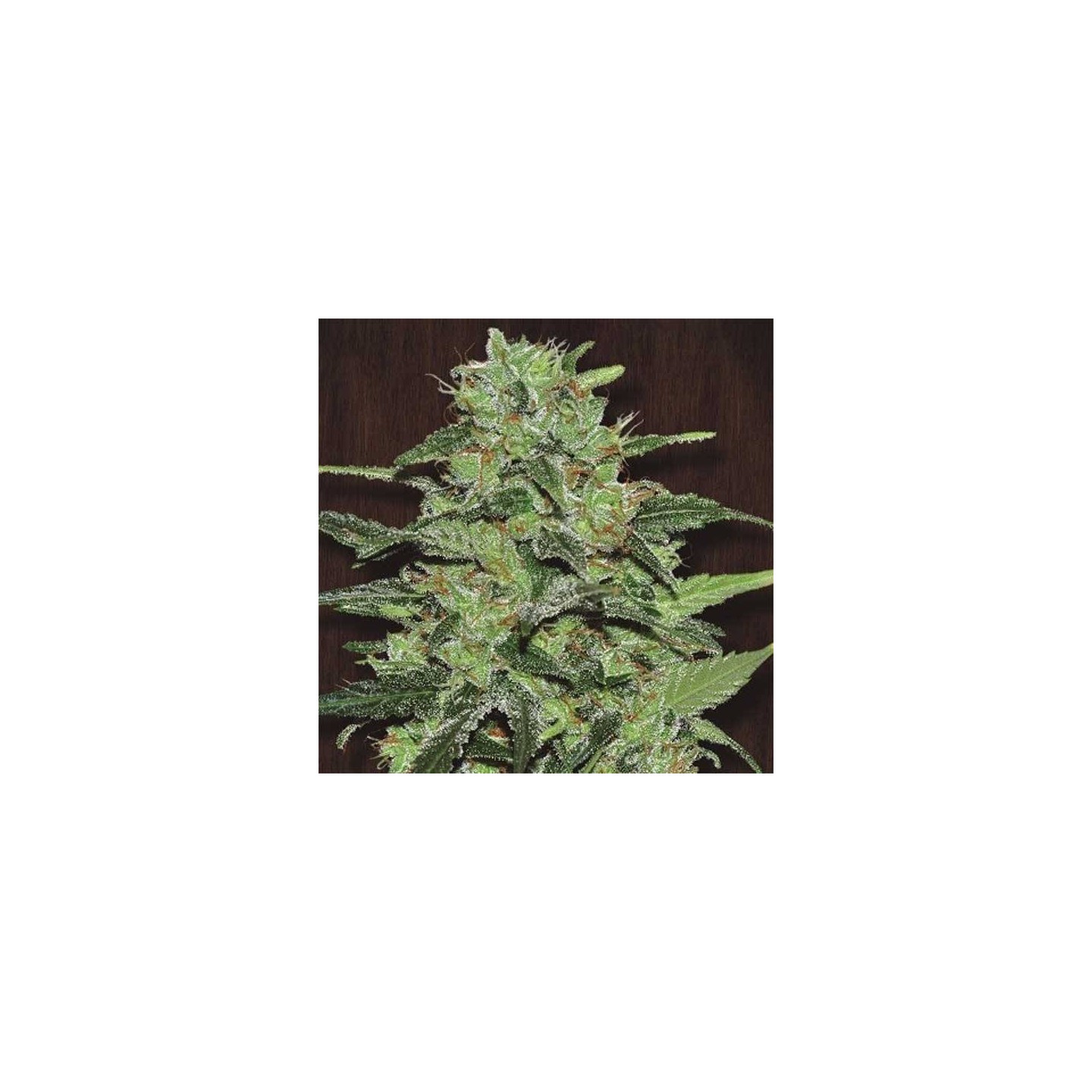 Malawi Pack De Cría Feminizada de Ace Seeds
