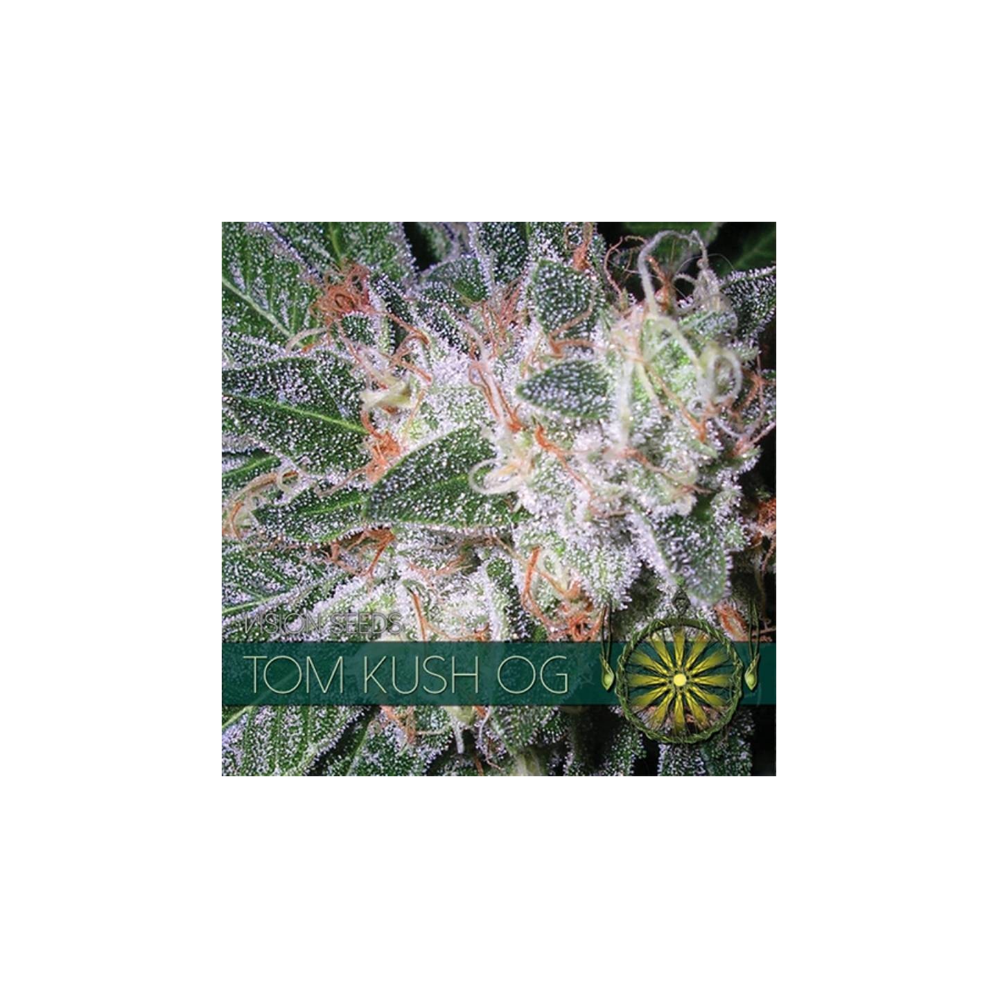 Tom Kush Og Feminizada de Vision Seeds