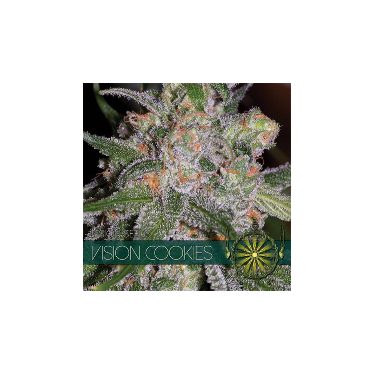 Vision Cookies Feminizada de Vision Seeds