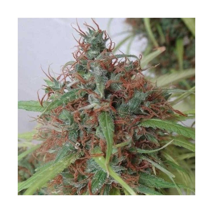 Honduras Pack De Cría Regular de Ace Seeds