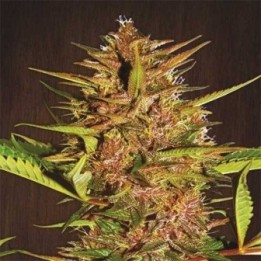 Pakistan Chitral Kush Pack De Cría Regular de Ace Seeds