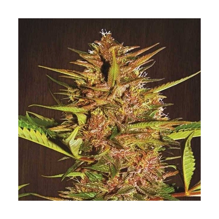 Pakistan Chitral Kush Pack De Cría Regular de Ace Seeds