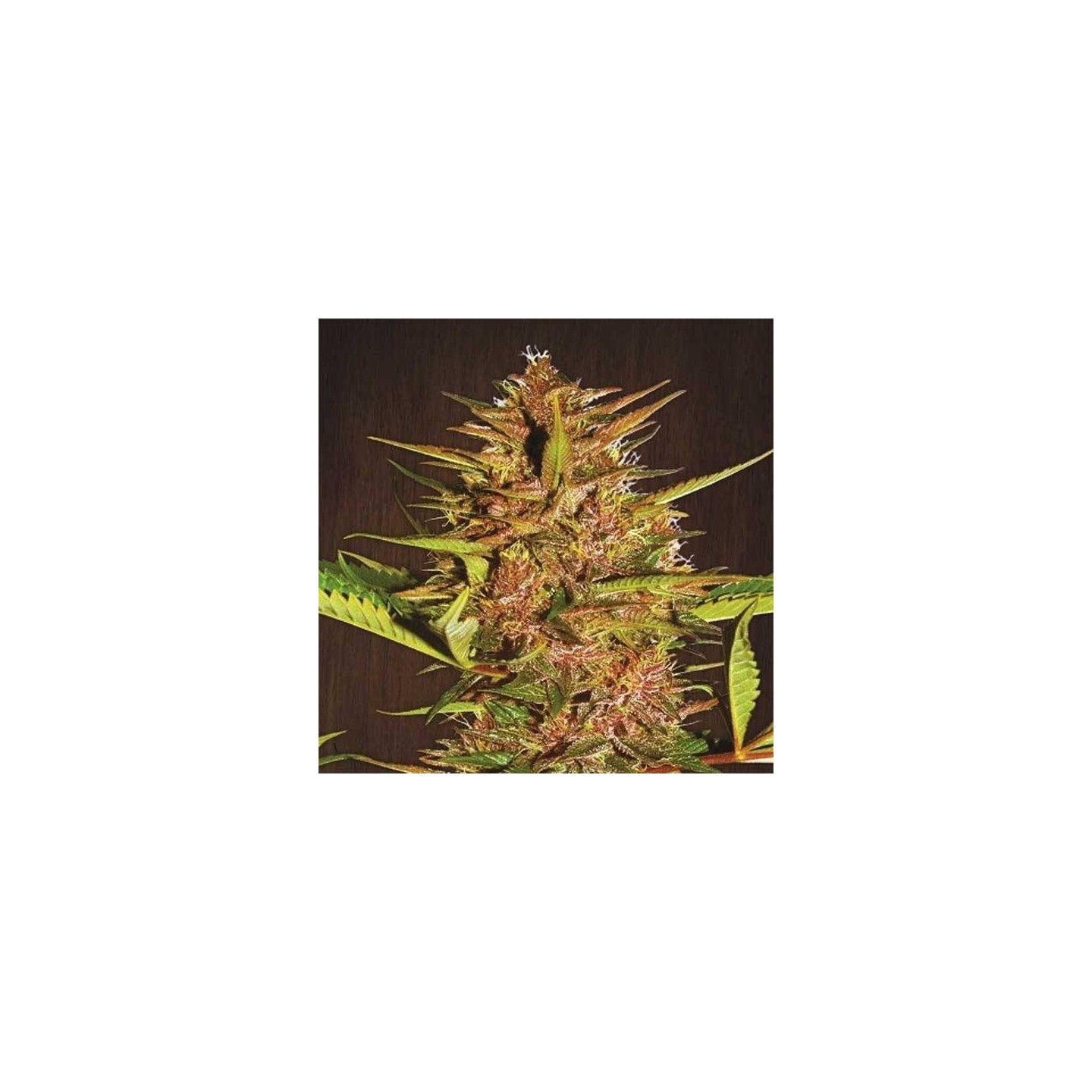 Pakistan Chitral Kush Pack De Cría Regular de Ace Seeds