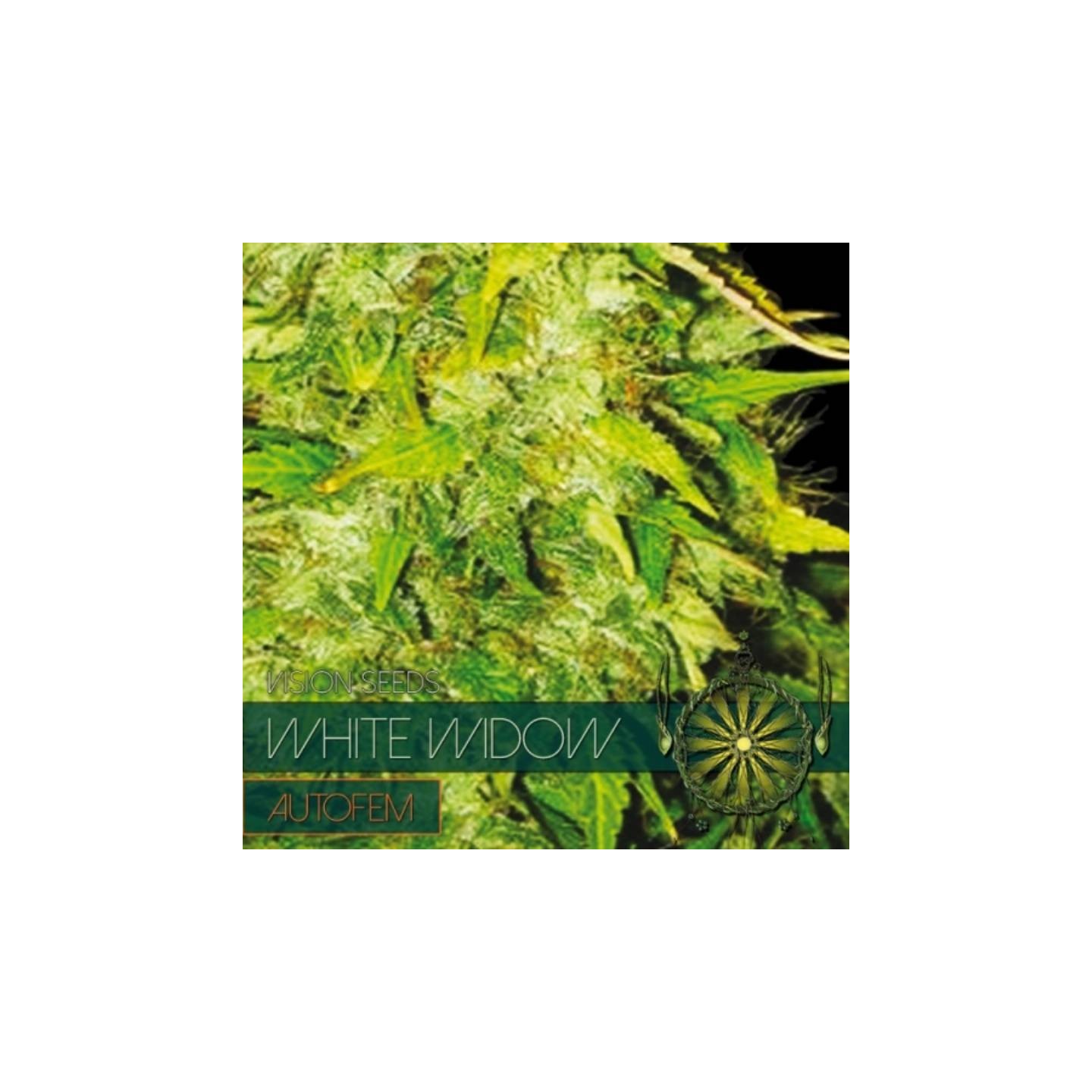 White Widow Autofloreciente Feminizada de Vision Seeds