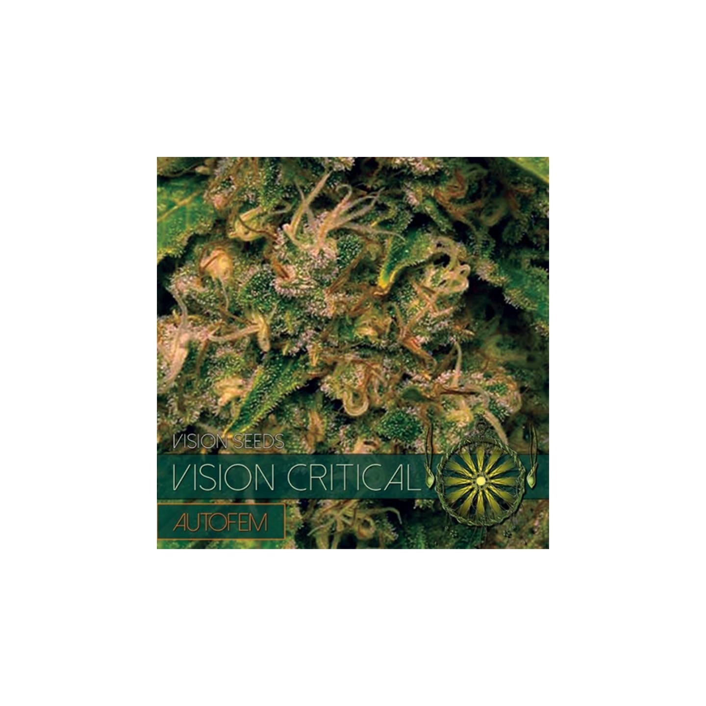 Vision Critical Autofloreciente Feminizada de Vision Seeds
