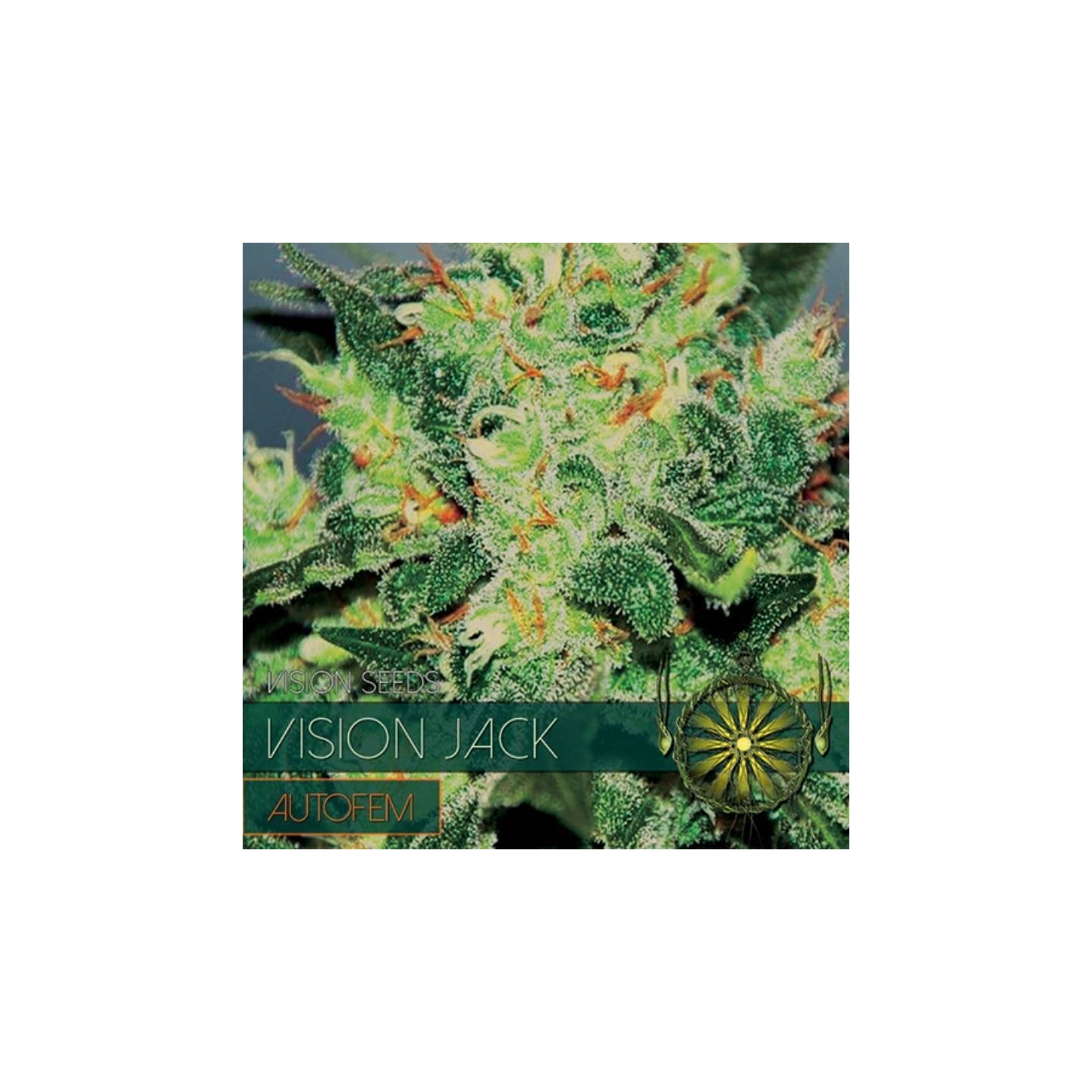 Vision Jack Autofloreciente Feminizada de Vision Seeds