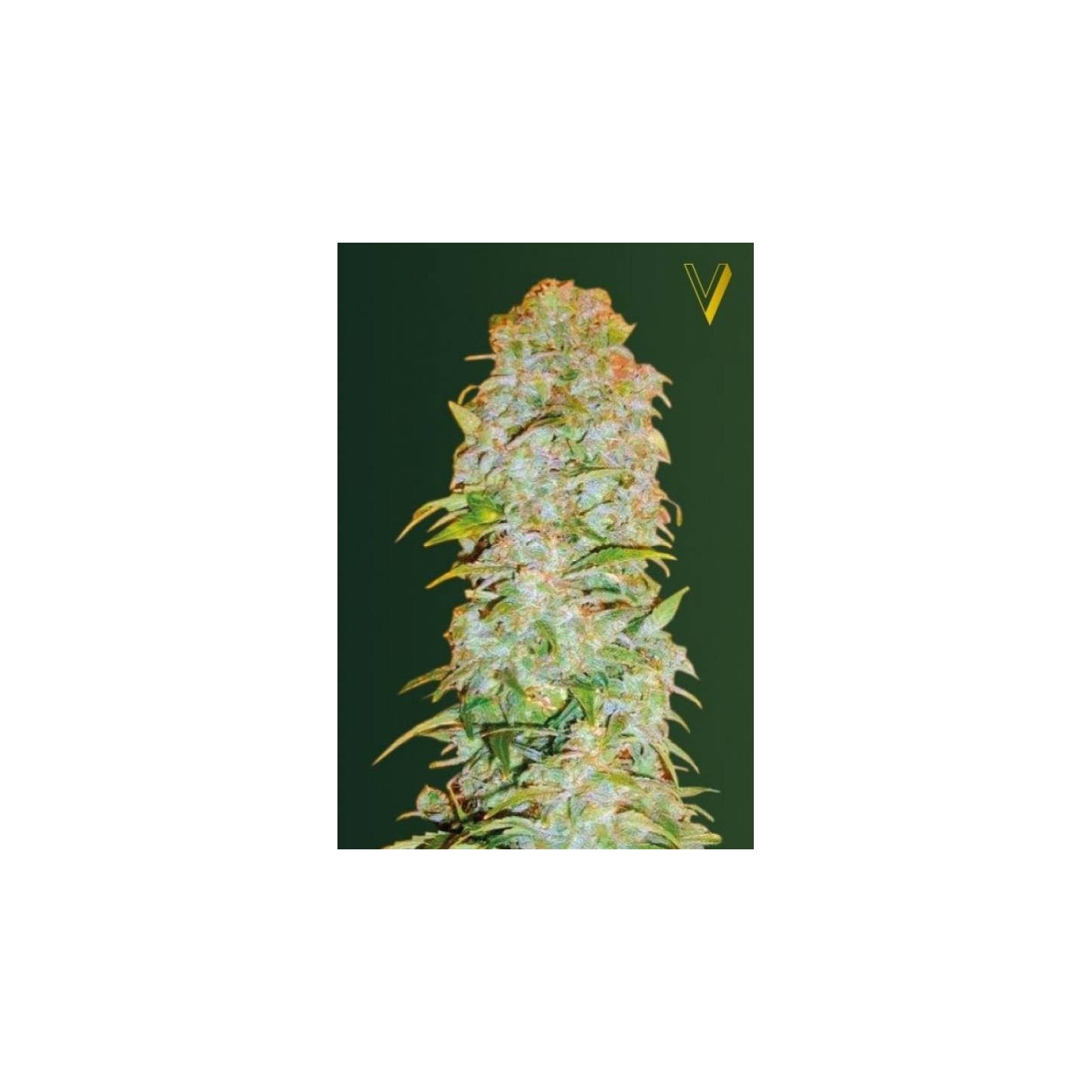 AK-77V Autofloreciente Feminizada de Victory Seeds